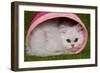 Persian Chinchilla Kitten Curled Up in Pink Basket-null-Framed Photographic Print