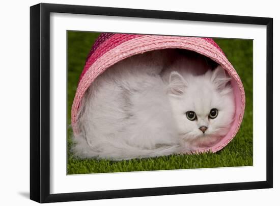 Persian Chinchilla Kitten Curled Up in Pink Basket-null-Framed Photographic Print