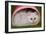 Persian Chinchilla Kitten Curled Up in Pink Basket-null-Framed Photographic Print