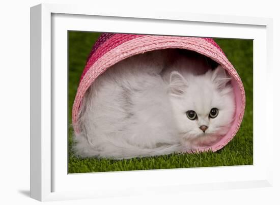 Persian Chinchilla Kitten Curled Up in Pink Basket-null-Framed Photographic Print