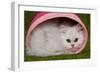 Persian Chinchilla Kitten Curled Up in Pink Basket-null-Framed Photographic Print