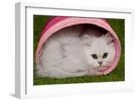 Persian Chinchilla Kitten Curled Up in Pink Basket-null-Framed Photographic Print