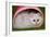 Persian Chinchilla Kitten Curled Up in Pink Basket-null-Framed Photographic Print