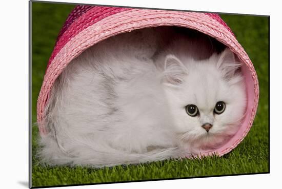 Persian Chinchilla Kitten Curled Up in Pink Basket-null-Mounted Photographic Print