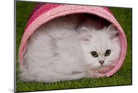 Persian Chinchilla Kitten Curled Up in Pink Basket-null-Mounted Photographic Print