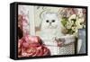 Persian Chinchilla Kitten-null-Framed Stretched Canvas