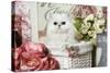 Persian Chinchilla Kitten-null-Stretched Canvas