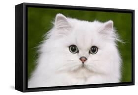 Persian Chinchilla Kitten-null-Framed Stretched Canvas