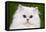 Persian Chinchilla Kitten-null-Framed Stretched Canvas