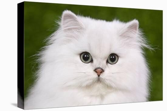 Persian Chinchilla Kitten-null-Stretched Canvas