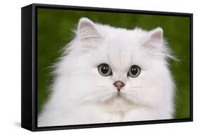 Persian Chinchilla Kitten-null-Framed Stretched Canvas