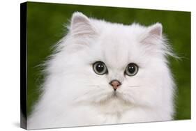 Persian Chinchilla Kitten-null-Stretched Canvas