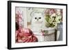 Persian Chinchilla Kitten-null-Framed Photographic Print