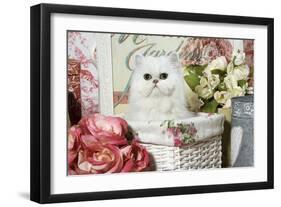 Persian Chinchilla Kitten-null-Framed Photographic Print