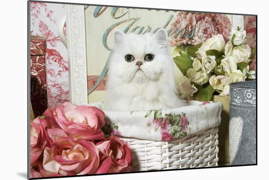 Persian Chinchilla Kitten-null-Mounted Photographic Print