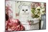 Persian Chinchilla Kitten-null-Mounted Photographic Print