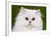 Persian Chinchilla Kitten-null-Framed Photographic Print