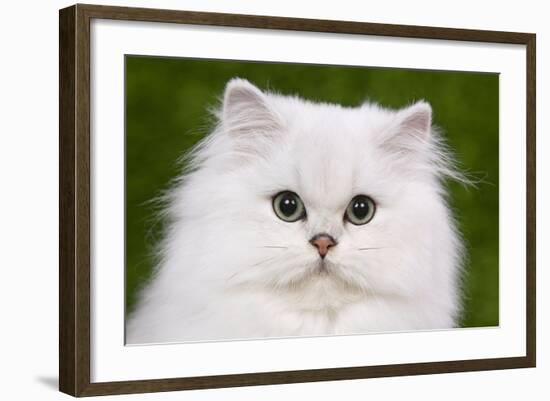 Persian Chinchilla Kitten-null-Framed Photographic Print