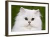 Persian Chinchilla Kitten-null-Framed Photographic Print