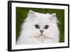 Persian Chinchilla Kitten-null-Framed Photographic Print