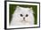 Persian Chinchilla Kitten-null-Framed Photographic Print