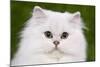 Persian Chinchilla Kitten-null-Mounted Photographic Print
