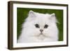 Persian Chinchilla Kitten-null-Framed Photographic Print