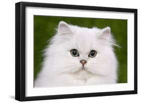 Persian Chinchilla Kitten-null-Framed Photographic Print