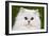 Persian Chinchilla Kitten-null-Framed Photographic Print