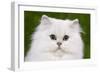 Persian Chinchilla Kitten-null-Framed Photographic Print