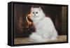 Persian Chinchilla Sitting in Front of Log Fire-null-Framed Stretched Canvas