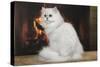 Persian Chinchilla Sitting in Front of Log Fire-null-Stretched Canvas