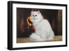 Persian Chinchilla Sitting in Front of Log Fire-null-Framed Photographic Print