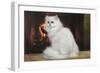 Persian Chinchilla Sitting in Front of Log Fire-null-Framed Photographic Print