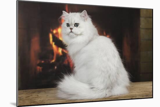 Persian Chinchilla Sitting in Front of Log Fire-null-Mounted Photographic Print