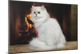 Persian Chinchilla Sitting in Front of Log Fire-null-Mounted Photographic Print