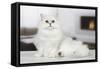 Persian Chinchilla-null-Framed Stretched Canvas