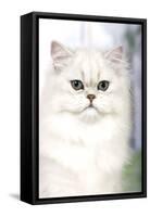 Persian Chinchilla-null-Framed Stretched Canvas