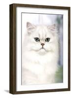 Persian Chinchilla-null-Framed Photographic Print