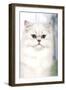 Persian Chinchilla-null-Framed Photographic Print