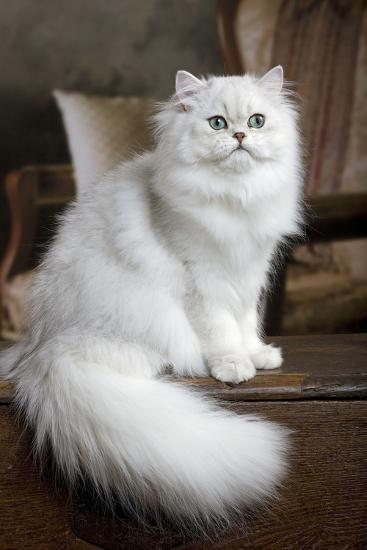 Persian Chinchilla Photographic Print Allposters Com Persian Chinchilla Photographic Print Allposters Com