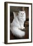 Persian Chinchilla-null-Framed Photographic Print