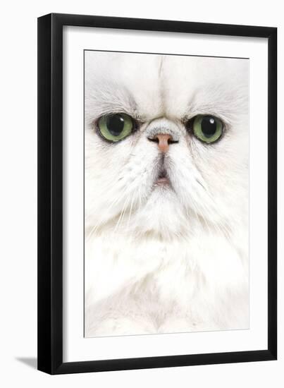 Persian Chinchilla-null-Framed Photographic Print