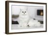 Persian Chinchilla-null-Framed Photographic Print