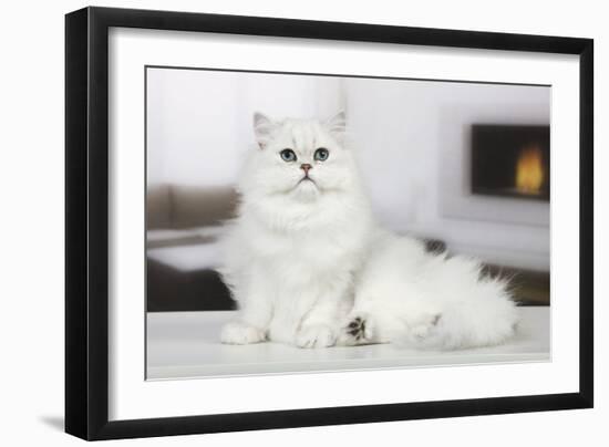 Persian Chinchilla-null-Framed Photographic Print