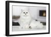 Persian Chinchilla-null-Framed Photographic Print