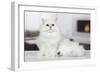 Persian Chinchilla-null-Framed Photographic Print