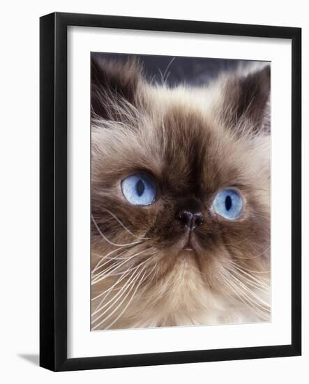 Persian Chocolate Point Close-Up of Face-null-Framed Photographic Print