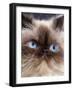 Persian Chocolate Point Close-Up of Face-null-Framed Photographic Print