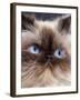 Persian Chocolate Point Close-Up of Face-null-Framed Photographic Print